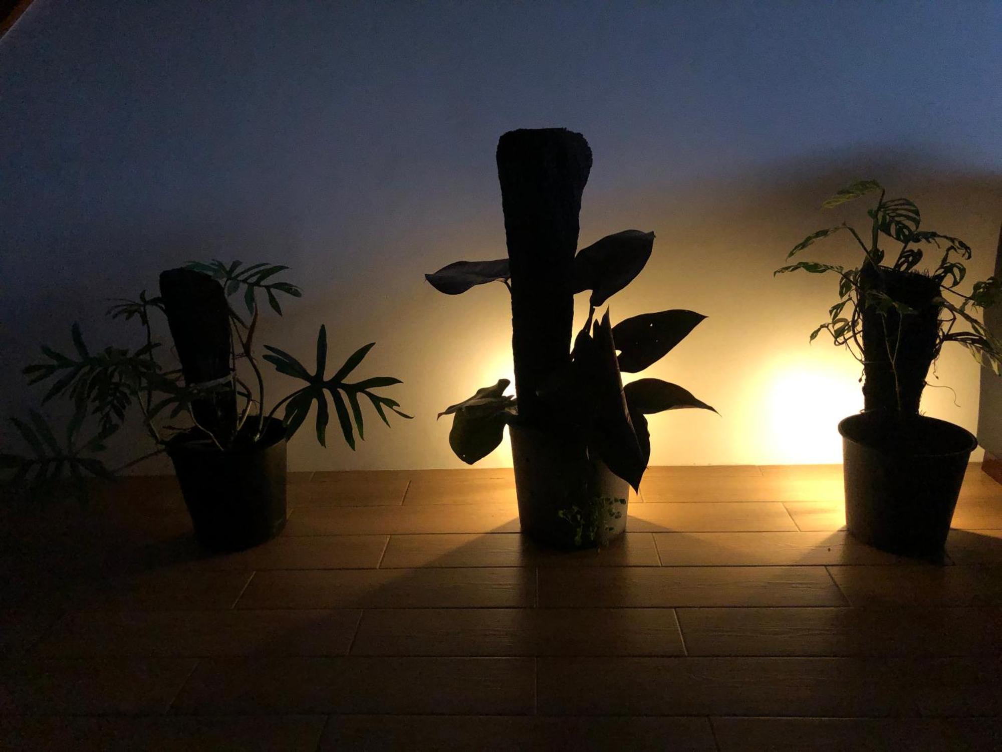 Balabala Bed & Breakfast I Nadi Zewnętrze zdjęcie