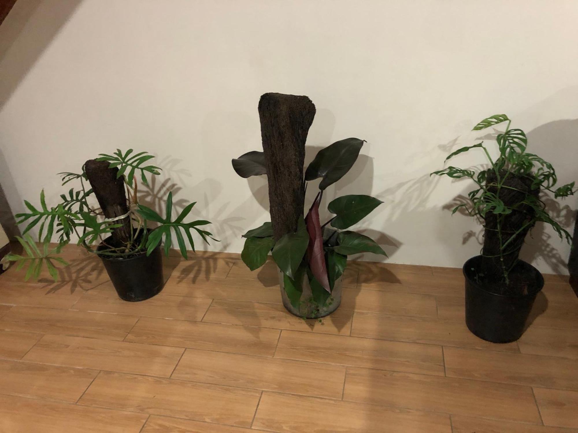 Balabala Bed & Breakfast I Nadi Zewnętrze zdjęcie